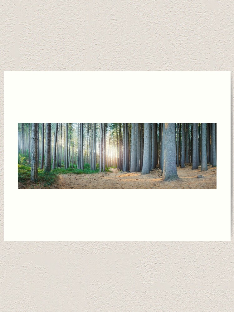 Alternate view of Sugar Pines, Laurel Hill, New South Wales, Australia Art Print