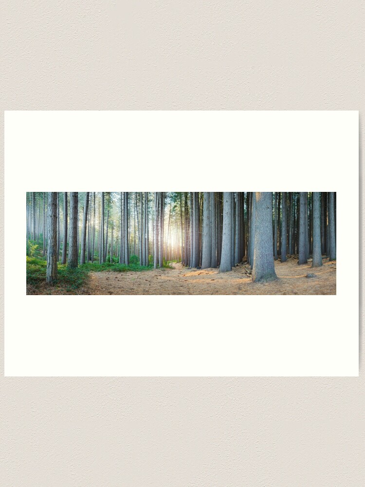 Alternate view of Sugar Pines, Laurel Hill, New South Wales, Australia Art Print
