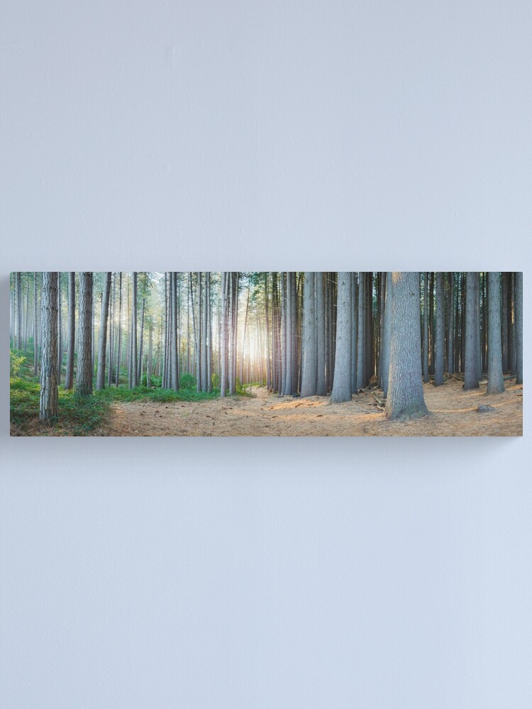 Alternate view of Sugar Pines, Laurel Hill, New South Wales, Australia Canvas Print