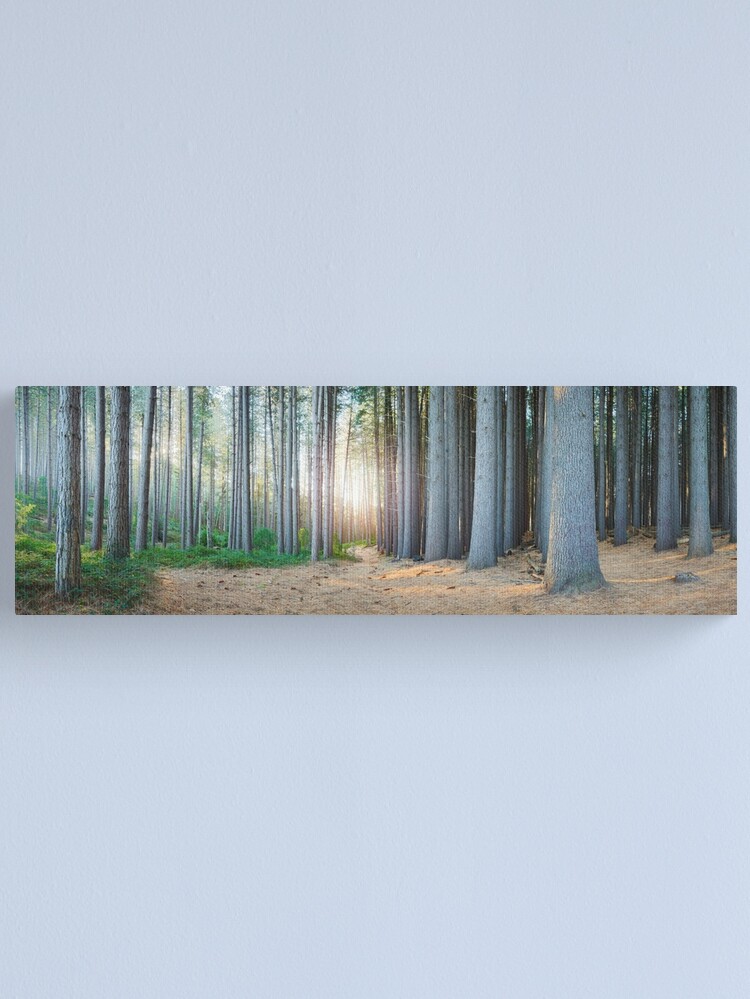 Alternate view of Sugar Pines, Laurel Hill, New South Wales, Australia Canvas Print