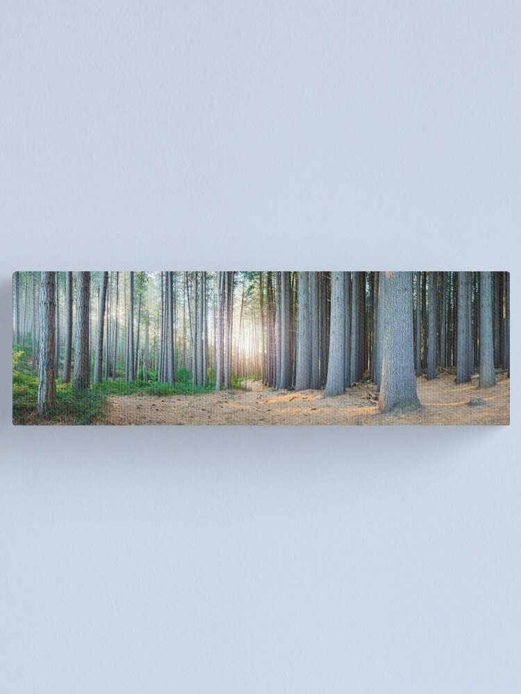 Alternate view of Sugar Pines, Laurel Hill, New South Wales, Australia Canvas Print