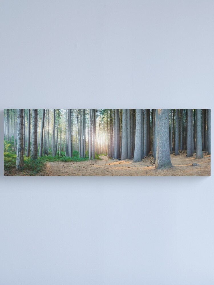 Alternate view of Sugar Pines, Laurel Hill, New South Wales, Australia Canvas Print