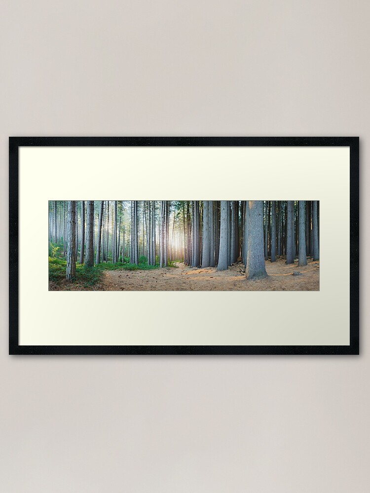 Alternate view of Sugar Pines, Laurel Hill, New South Wales, Australia Framed Art Print