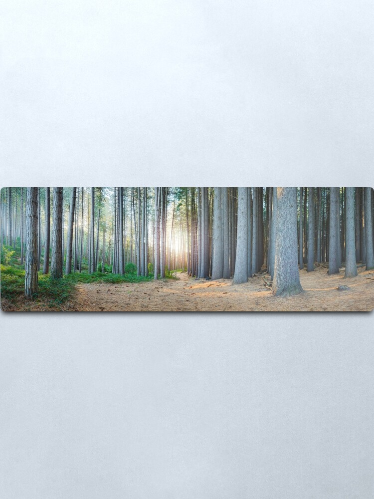 Alternate view of Sugar Pines, Laurel Hill, New South Wales, Australia Metal Print