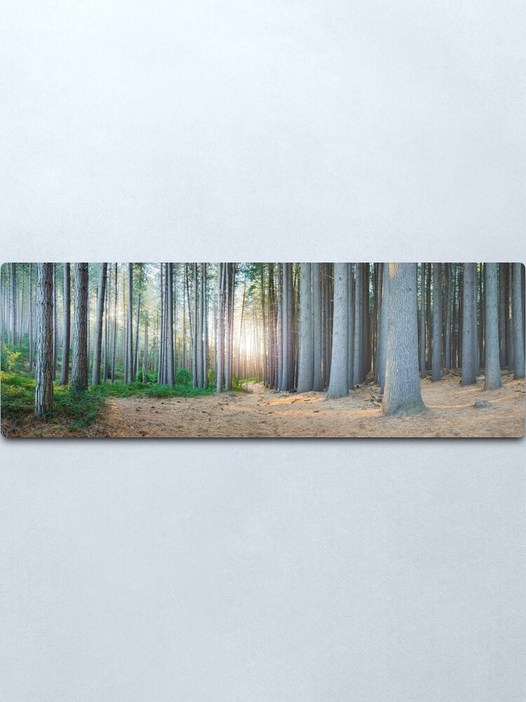 Alternate view of Sugar Pines, Laurel Hill, New South Wales, Australia Metal Print