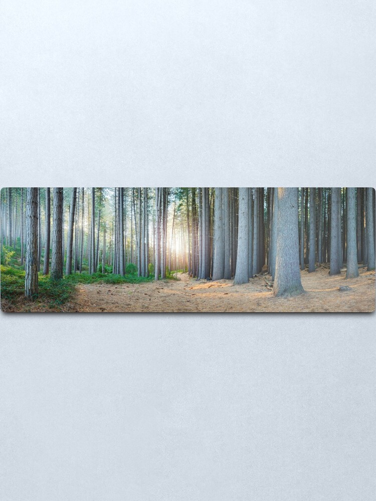 Alternate view of Sugar Pines, Laurel Hill, New South Wales, Australia Metal Print