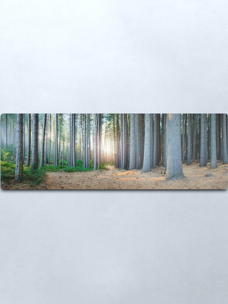 Alternate view of Sugar Pines, Laurel Hill, New South Wales, Australia Metal Print