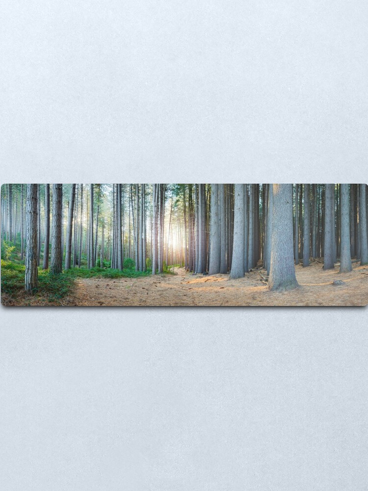 Alternate view of Sugar Pines, Laurel Hill, New South Wales, Australia Metal Print