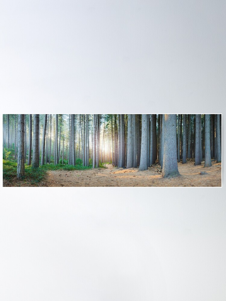 Alternate view of Sugar Pines, Laurel Hill, New South Wales, Australia Poster