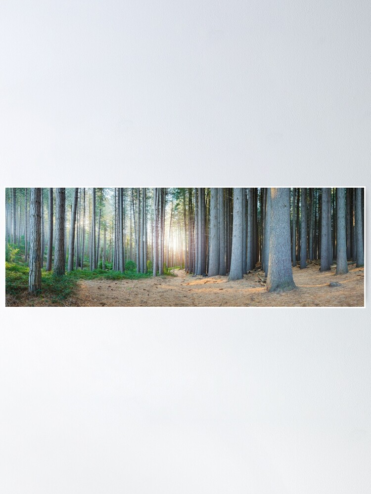 Alternate view of Sugar Pines, Laurel Hill, New South Wales, Australia Poster