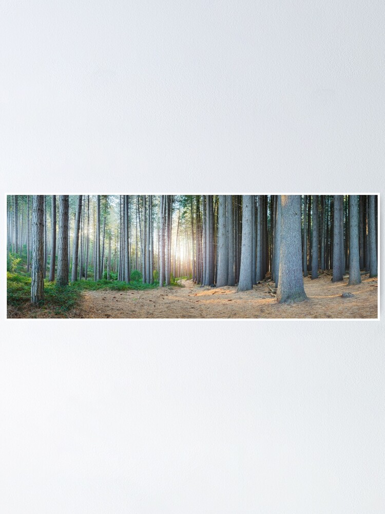 Alternate view of Sugar Pines, Laurel Hill, New South Wales, Australia Poster
