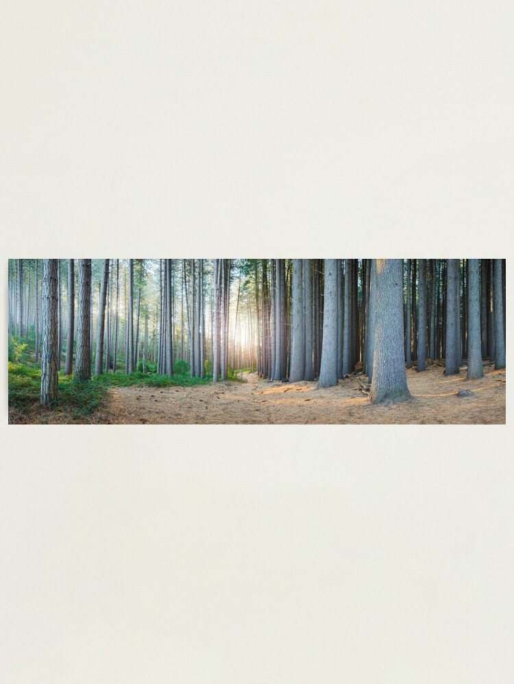 Alternate view of Sugar Pines, Laurel Hill, New South Wales, Australia Photographic Print