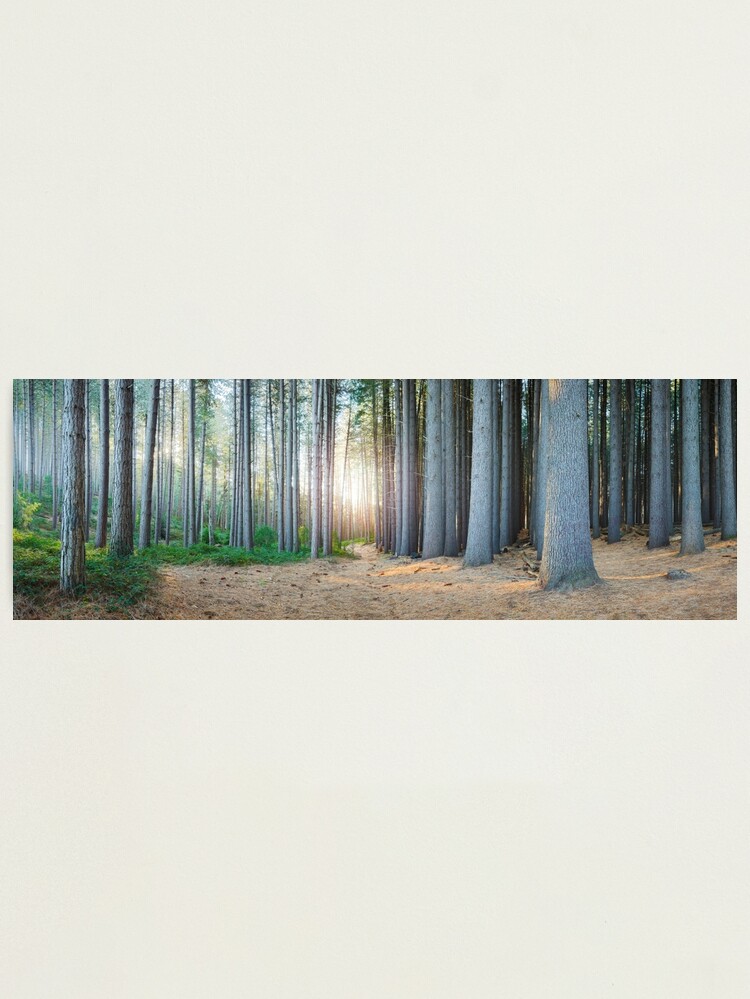 Alternate view of Sugar Pines, Laurel Hill, New South Wales, Australia Photographic Print