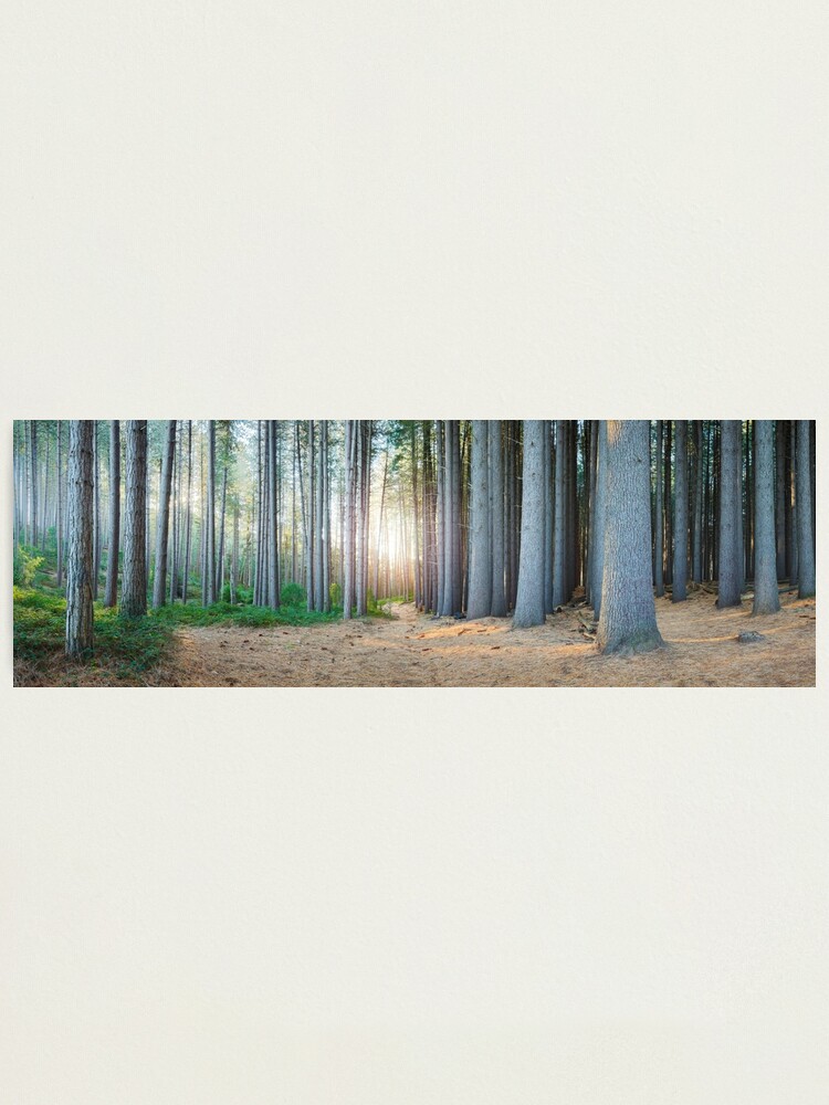 Alternate view of Sugar Pines, Laurel Hill, New South Wales, Australia Photographic Print