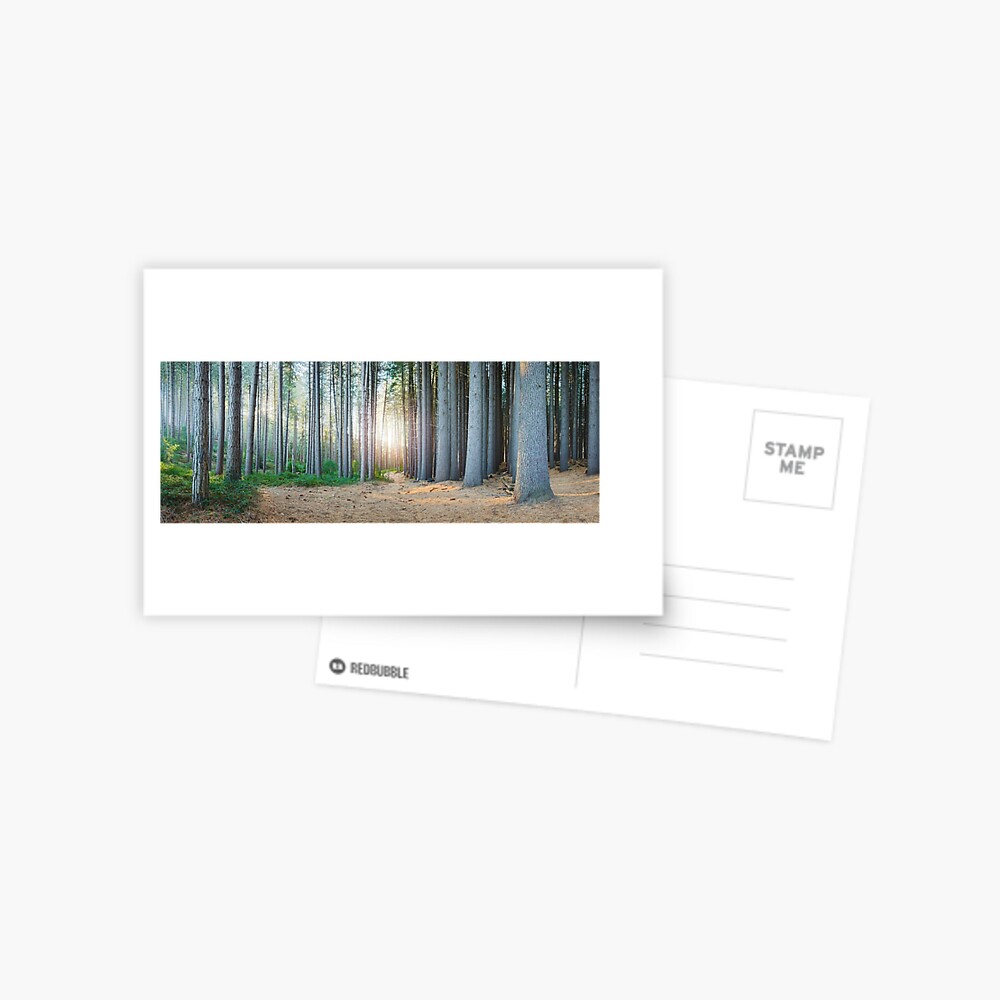Sugar Pines, Laurel Hill, New South Wales, Australia Postcard