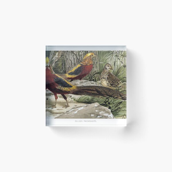 Item preview, Golden Pheasants  designed and sold by redoARTstore.