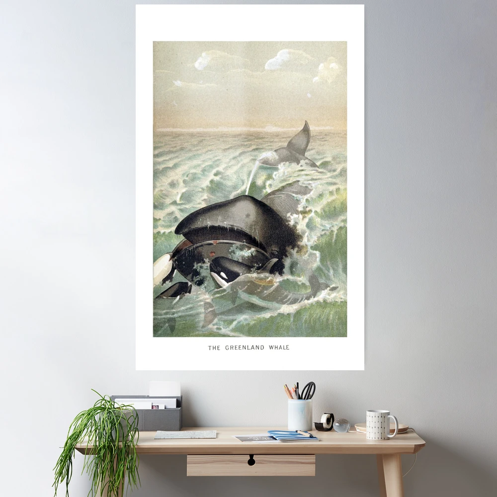 Greenland Whale and Killer Whales