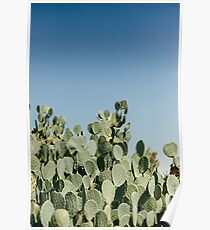 Large Prickly Pear Cactus against Blue Sky Poster