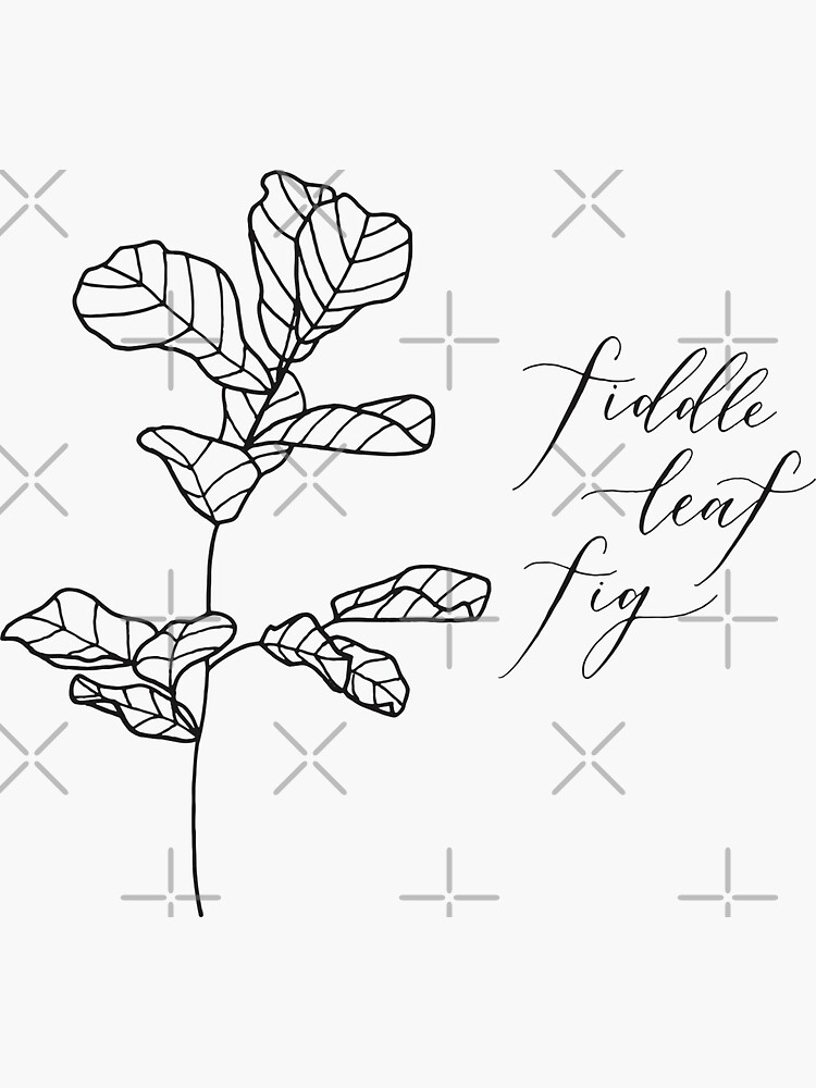 "Fiddle leaf fig" Sticker for Sale by SandelinDesigns Redbubble