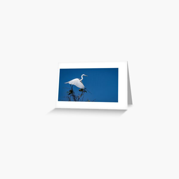 Great Egret ready for take off Greeting Card