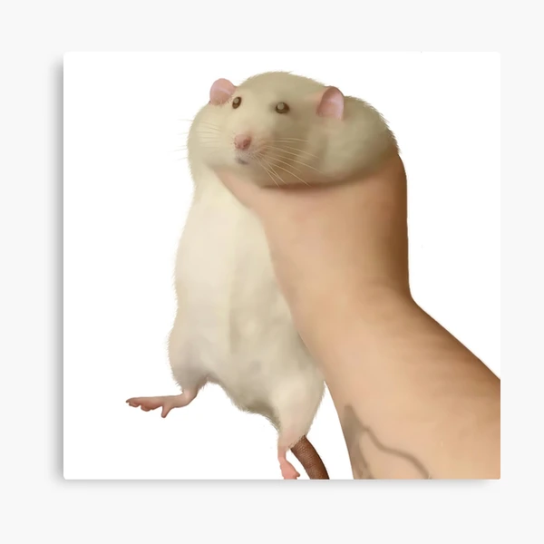 Rat Novelty Canvas Prints for Sale