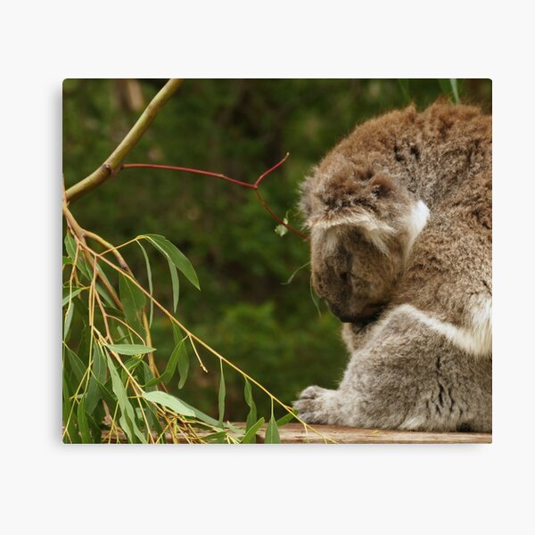 Item preview, Sitting Koala designed and sold by LuzTraful.
