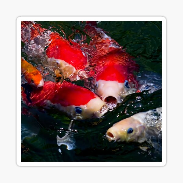 Koi feeding frenzy Sticker