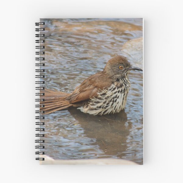 Item preview, Long-billed Thrasher Takes a Bath designed and sold by Robert Kelch, M.D..