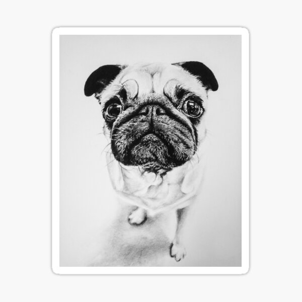 Puggled Sticker