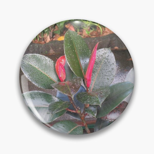 Item preview, Rubber plant designed and sold by greentiger1.