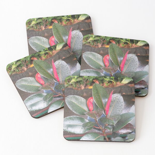Item preview, Rubber plant designed and sold by greentiger1.