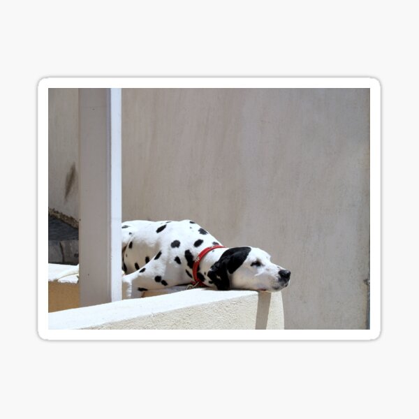 Dalmatian, Oia, Santorini Sticker