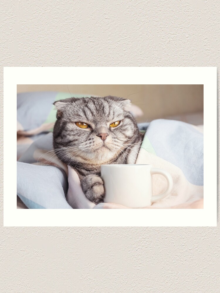 coffee cup cat bed