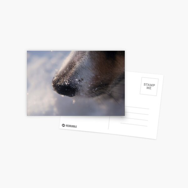 Snow crystals on curious dog nose. Postcard