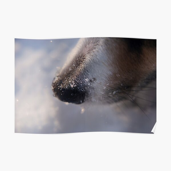 Snow crystals on curious dog nose. Poster