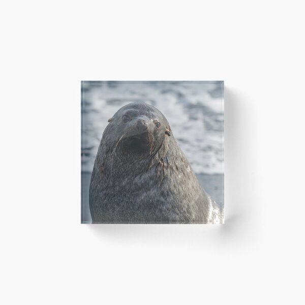 Item preview, Antarctic Fur Seal designed and sold by Mark Prior.