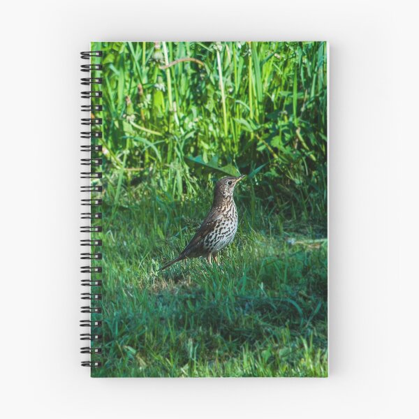 Item preview, song thrush designed and sold by Wizi-Top.