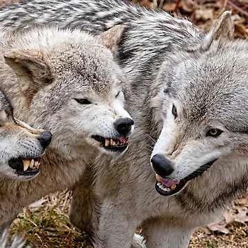 Artwork thumbnail, Timber Wolves by Michael Cummings