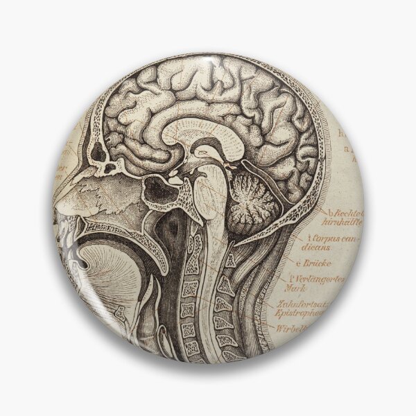 Item preview, Brain Section Chart Study. Text in german designed and sold by LeAllureVintage.