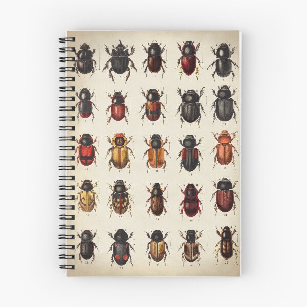 Item preview, Beetle Chart, entomology designed and sold by LeAllureVintage.