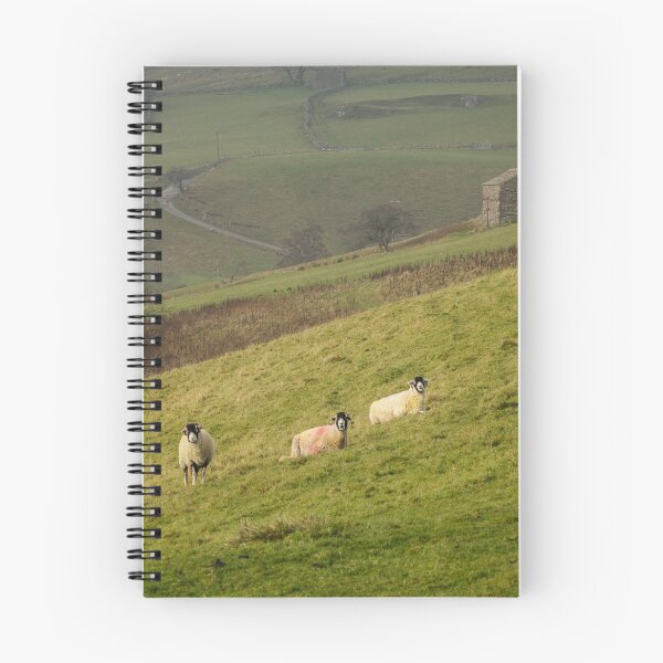 Item preview, Swaledale Sheep at Keld in Yorkshire Dales designed and sold by heidipics.