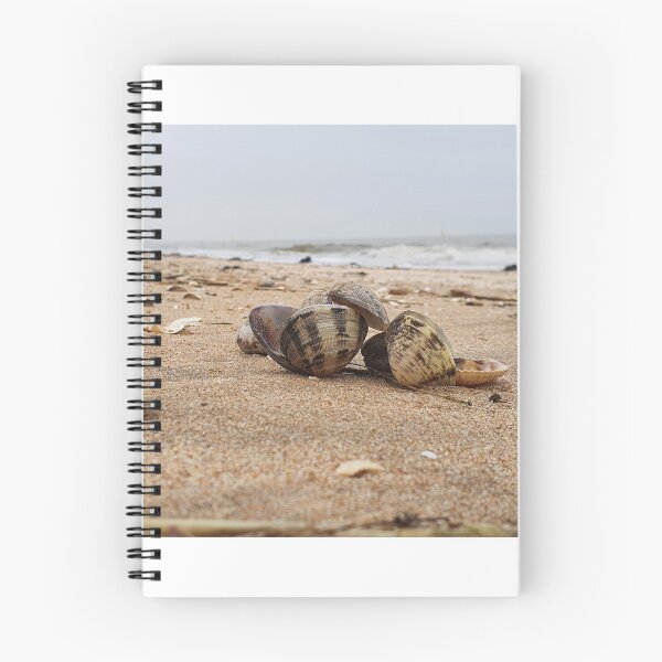 Item preview, Shells naturally placed on beach full picture Photography designed and sold by s10-Photography.