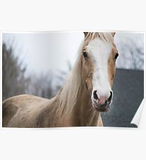 Palomino Saddlebred Gelding Poster