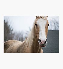 Palomino Saddlebred Gelding Photographic Print