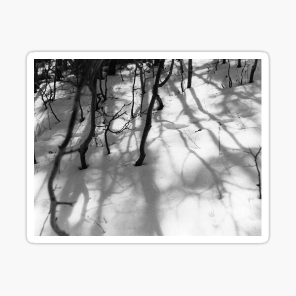 Aspen Trees in Snow Film Print Sticker