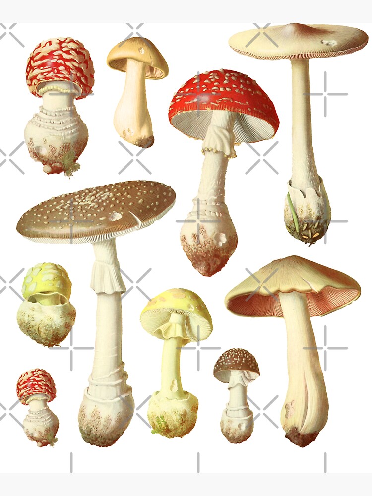 "Cottagecore Aesthetic Mushrooms - Cute Vintage Mycology - Grunge