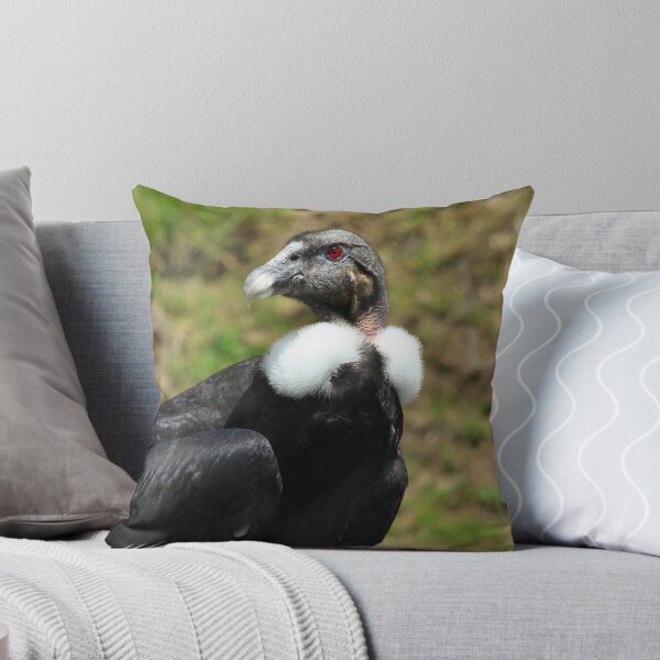 Item preview, Female Andean Condor designed and sold by rhamm.