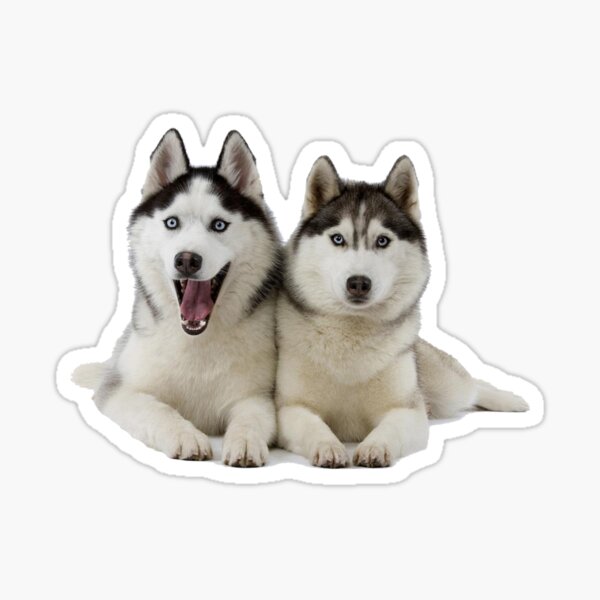 Huskies! Sticker