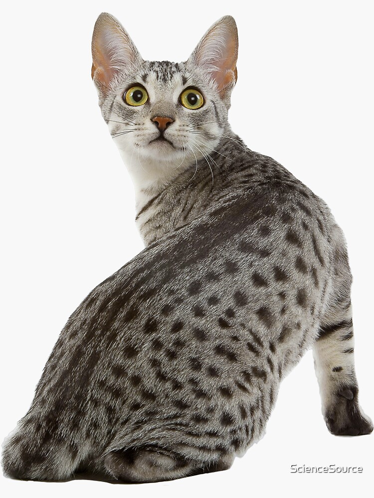 Cute Gray and Black Spotted Egyptian Mau Cat