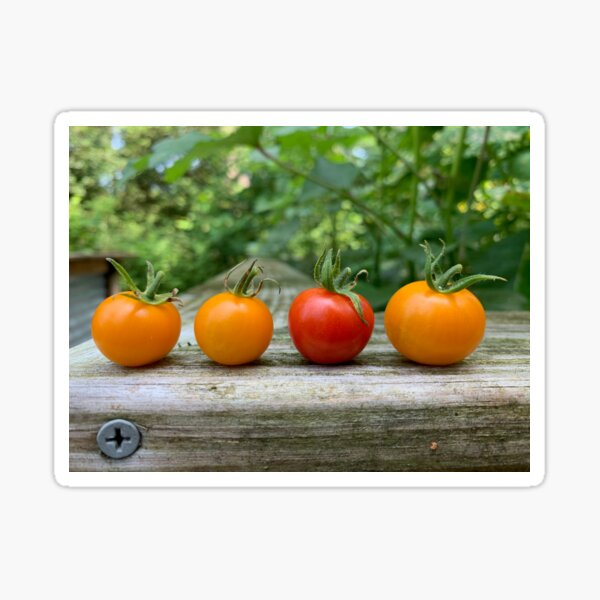 Yellow and Red Tomatoes Sticker